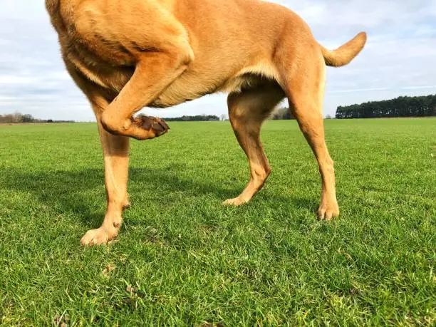 Low angle view of a pet dog with a limp and lifting its leg off the floor in pain with copy space