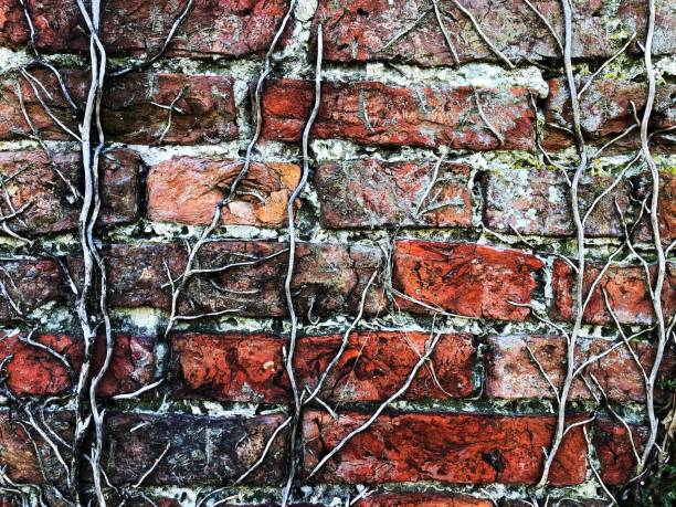 A textured background of a red brick wall with old and dead vines cross crossing the stone in a worn and weathered full frame background with copy space