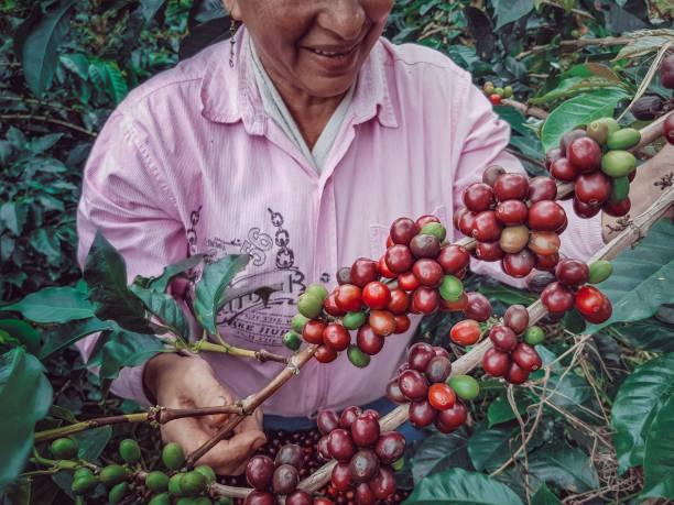 istock Peasant woman picking coffee 1313158340