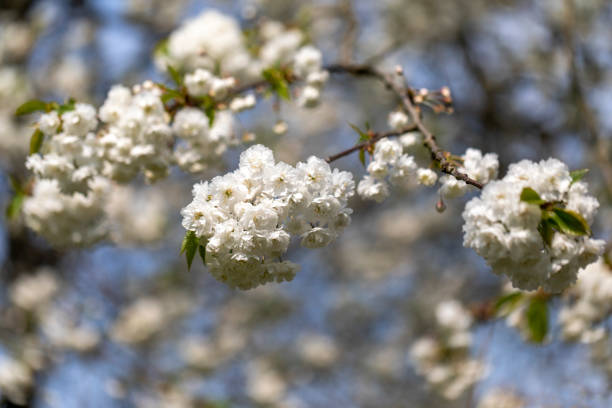 spring flowers in the garden