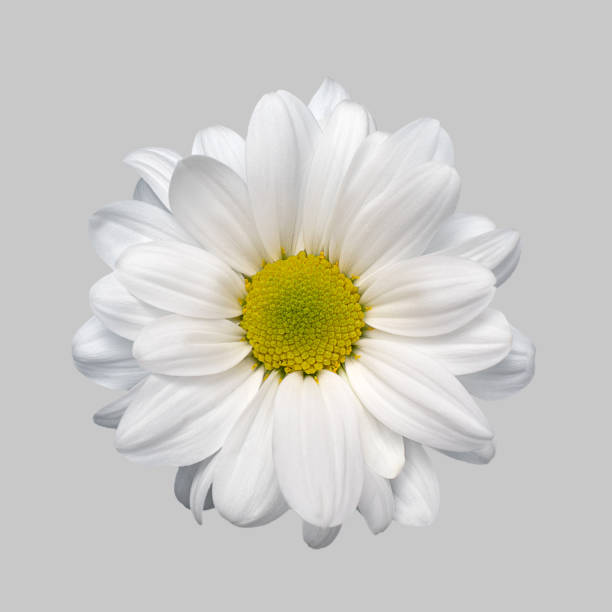 istock Isolated flower white aster chrysanthemum daisy gerbera on grey background close-up high quality. 1313158427