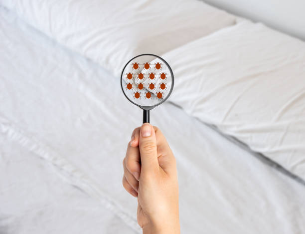 istock Hand woman with magnifying glass detecting bed bugs 1313158554