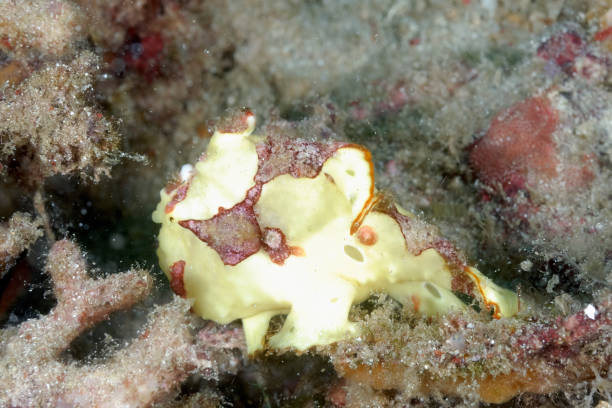 una imagen de un pez rana de color en la parte inferior - starting at the bottom fotografías e imágenes de stock