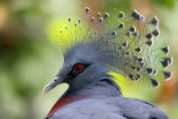 istock Victoria crowned pigeon (Goura victoria) 1313159246