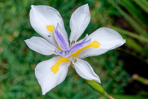 Large Wild Iris in Antigua - Guatemala - Central America