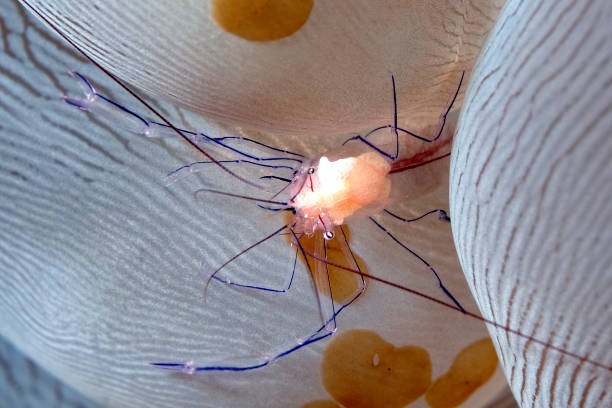 istock A transparent Bubble coral shrimp in a bubble coral 1313159588