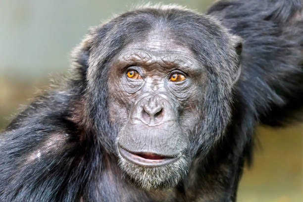 istock Male chimpanzee (Pan troglodytes) leader 1313159732