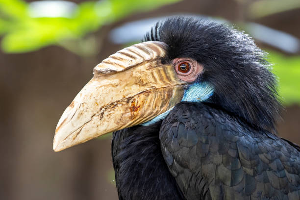 bico-de-chifre enrugado (rhyticeros undulatus), também conhecido como o bico de chifre ensacado de barras, fêmea - wreathed hornbill - fotografias e filmes do acervo