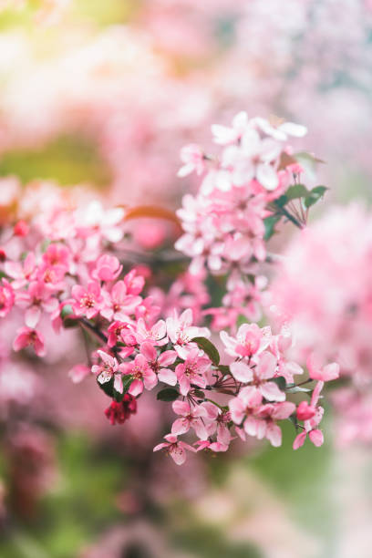 istock Pink blooming cherry plum tree, close up. Spring  template floral background. Selective focus 1313160627