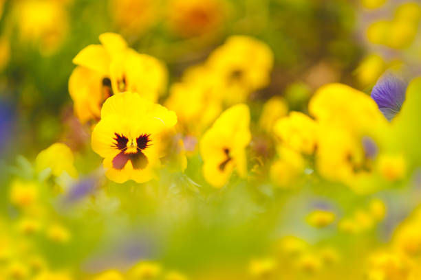 colorato giardino primaverile con fiori diurno e notturno. messa a fuoco selettiva, dof molto superficiale - flower bed plant spring selective focus foto e immagini stock