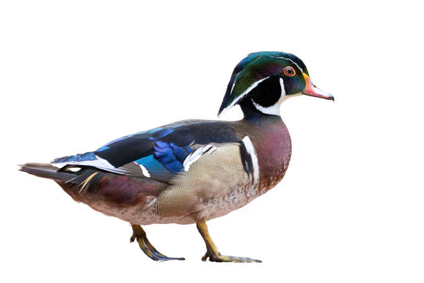 istock Wood duck isolated on white background (Aix sponsa). 1313162253
