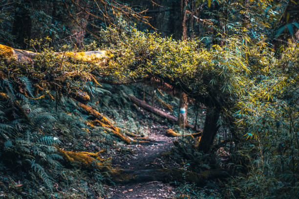 Mardi Himal track in the Himalaya mountains