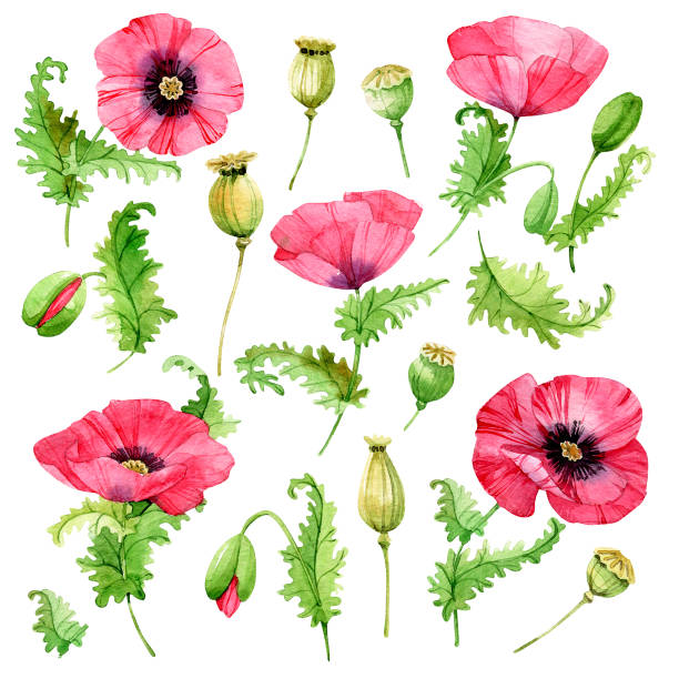 ilustrações de stock, clip art, desenhos animados e ícones de watercolor delicate poppy flowers set. - stem poppy fragility flower