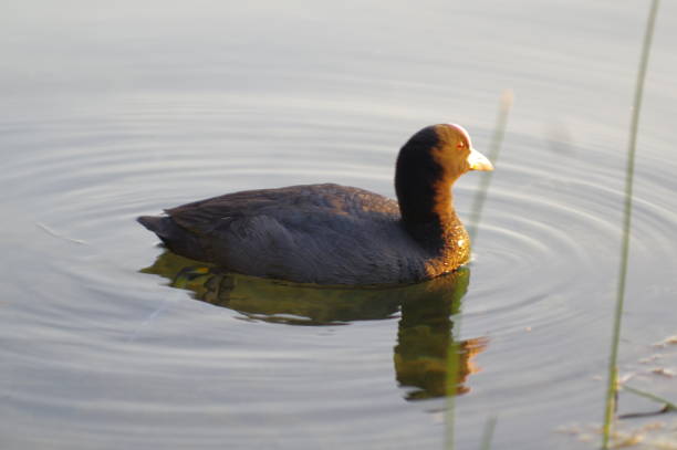 istock coot swim on the lake 1313167814