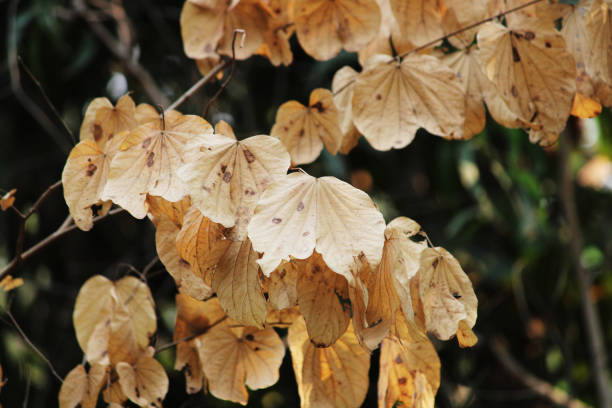 istock A beautiful close-up view of wild tree white leaves. 1313167978