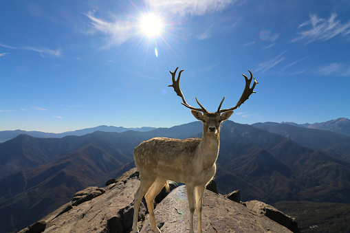 A majestic fallow deer Dama Dama stands on the top of a mountain rock with the sun and blue sky in the background