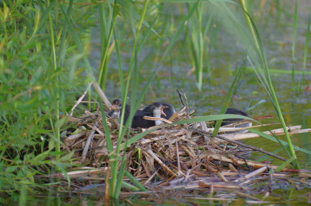 istock one month old coot chicks on a nest in a reed 1313168452