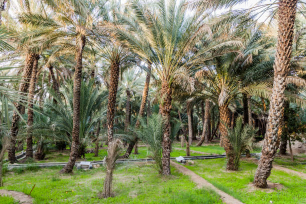 istock Palms in Al Ain oasis, United Arab Emirat 1313168573