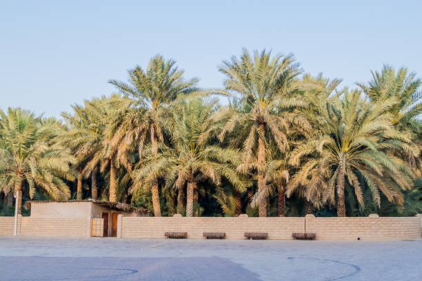 istock Palms in Al Ain oasis, United Arab Emirat 1313168581