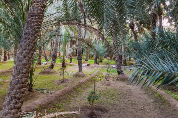 istock Palms in Al Ain oasis, United Arab Emirat 1313168934