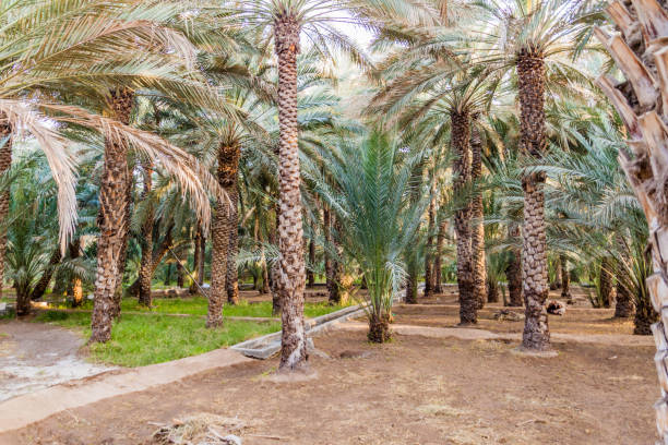 istock Palms in Al Ain oasis, United Arab Emirat 1313168940
