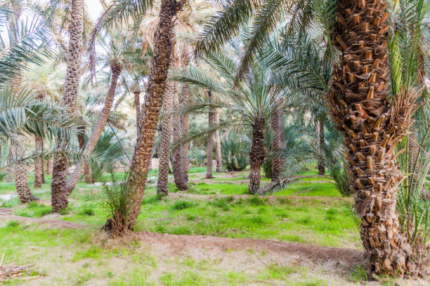 istock Palms in Al Ain oasis, United Arab Emirat 1313169114