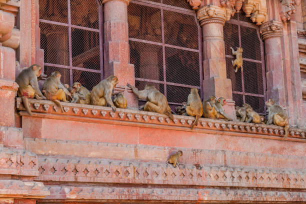 Macaques at Govind Dev Ji Temple in Vrindavan, Uttar Pradesh state, India