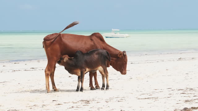 African Humpback Cow Feeds a Calf on a Tropical Sandy Beach by Ocean, Zanzibar
