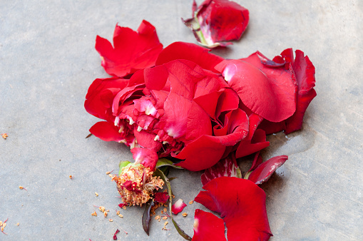 Crushed red rose on the road. Red rose thrown on sidewalk. Trampled rose laying on the ground. Failed date, lost love abstract, no success in love.