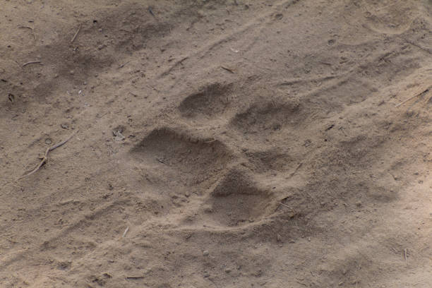 istock Tiger footprints in Kaziranga National Park, Ind 1313171092