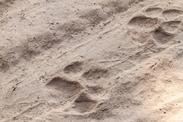 Tiger footprints in Kaziranga National Park, Ind