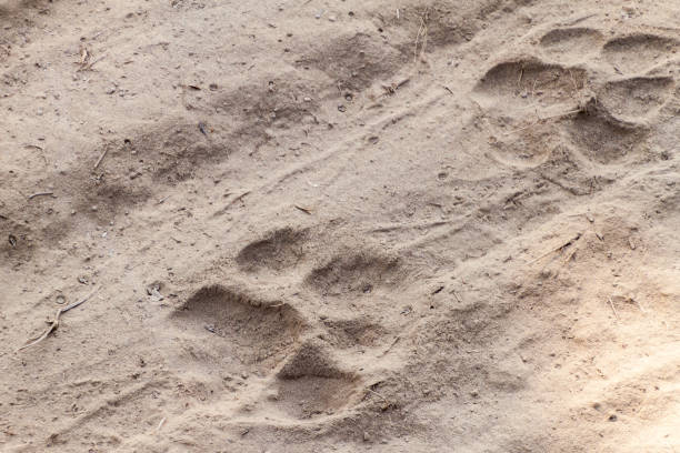 Tiger footprints in Kaziranga National Park, Ind stock photo