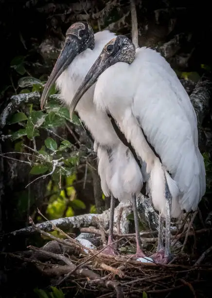 Woodstork and egg waiting to hatch