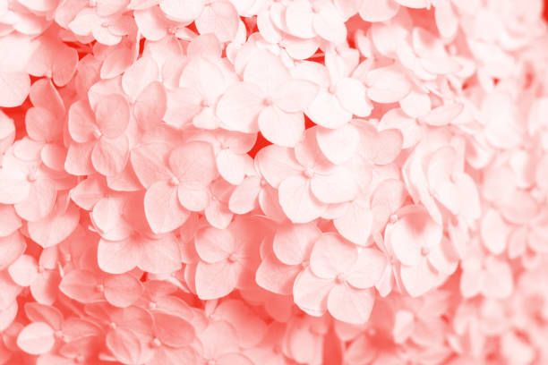 Delicate floral background in light pink colors. Hydrangea flowers  close-up with soft focus.