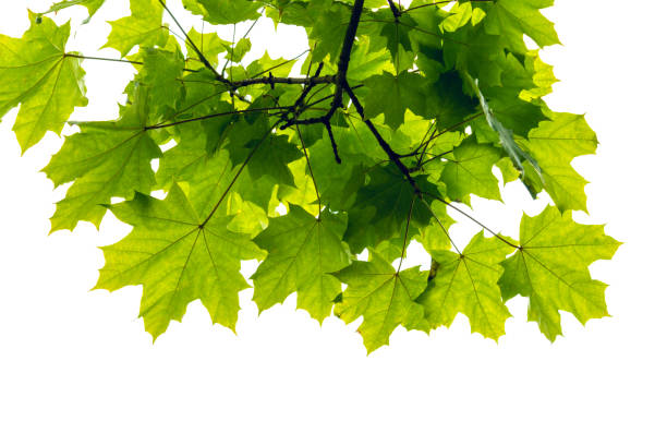 istock Green maple tree leaves on white background isolated closeup. 1313171666