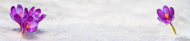 istock Crocuses blooming on a spring sunny day from under the sparkling white snow, banner 1313172408