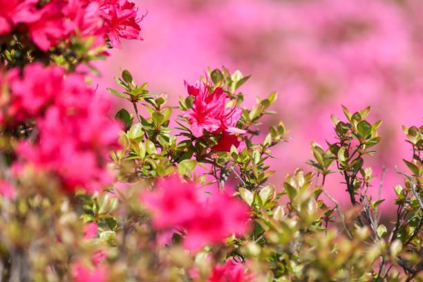 istock Japanese azalea in full bloom 1313172550