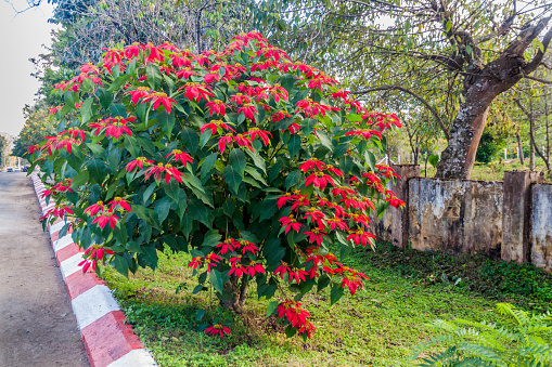 Poinsettia (Euphorbia pulcherrima) bush, also known as Christmas Star in Pyin Oo Lwin, Myanmar