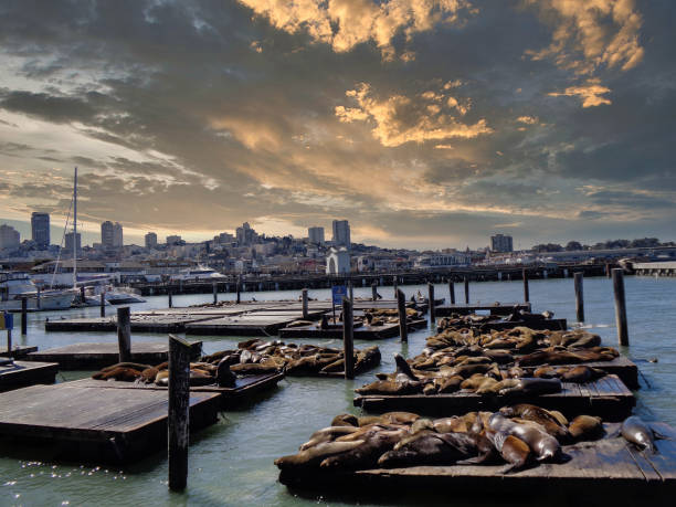 istock seals at the beach are chilling in the sun 1313172802