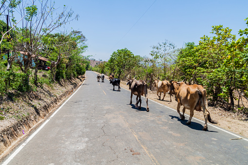 Cows on a road near Chalatenango, El Salvador