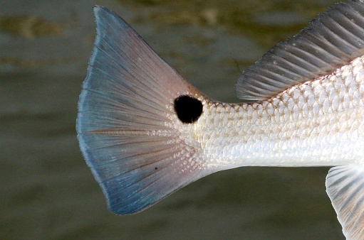 the tail of a redfish