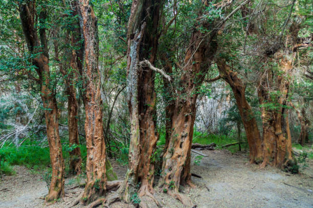 istock View of a forest of Arrayan trees (Luma apiculata - Chilean Myrtle) near Bariloche, Argentina 1313174165
