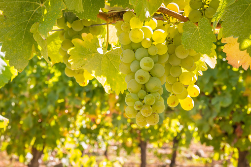 closeup of ripe chardonnay grapes hanging on vine in vineyard at harvest time with blurred background and copy space