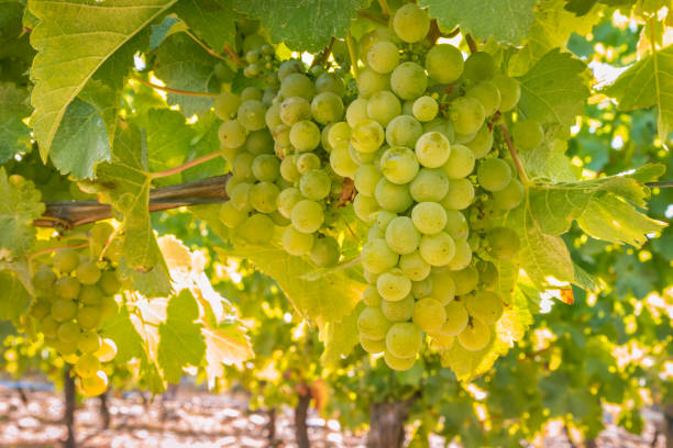 uve sauvignon blanc mature appese alla vite in vigna al momento della vendemmia - vineyard ripe crop vine foto e immagini stock