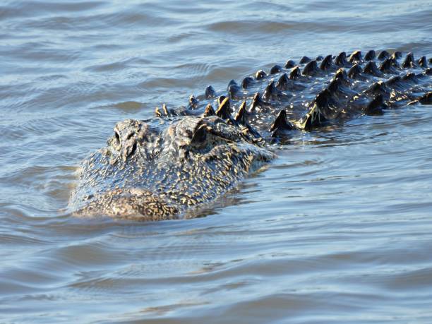 istock American Alligator (Alligator mississippiensis) swimming in a marina 1313175899