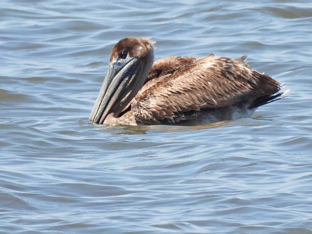 istock Brown Pelican (Pelecanus occidentalis) swimming in a marina 1313178282