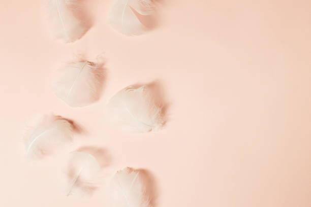 hermoso fondo natural suave y aireado con plumas de cisne blanco macro. fondo rosa pastel claro. concepto mínimo. diseño creativo para el día de la mujer, san valentín, día de la madre, boda o cumpleaños. - beauty in nature wedding nature smooth fotografías e imágenes de stock