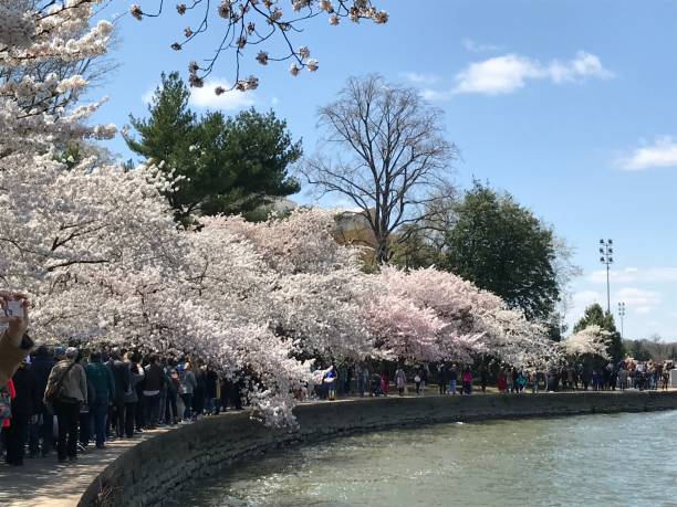 istock Cherry Blossom at the Tidal Basin 1313182855