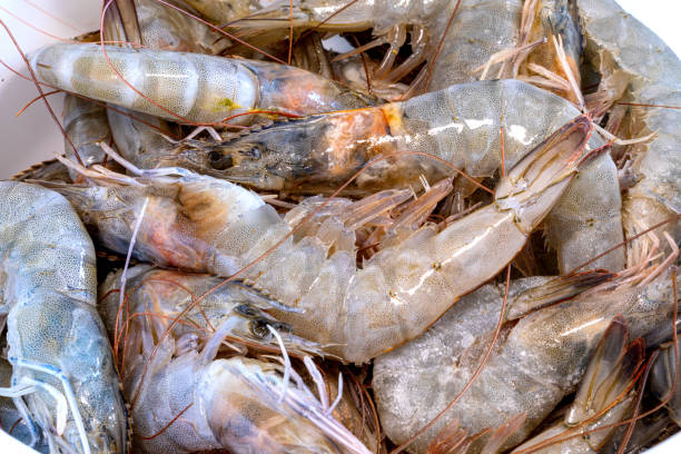 istock Fresh prawns over the sink to clean. Shrimps background for background texture 1313183821