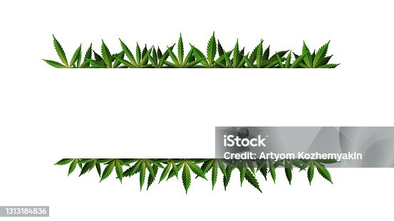 istock A rectangular frame of hemp leaves around a white empty space. Cannabis Leaf Frame Template for the Cannabis Industry 1313184836